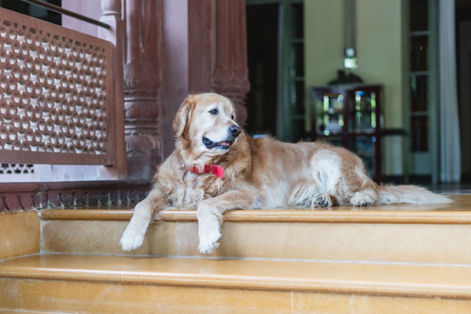 Cachorro de raça retratada em um ambiente interno confortável, transmitindo uma sensação de aconchego e bem-estar doméstico.