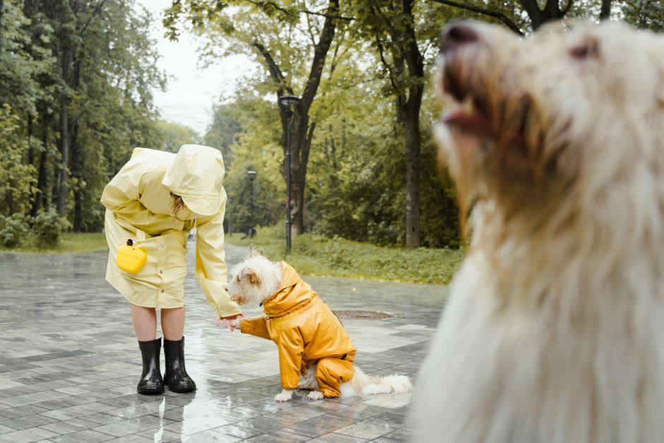 Pessoa e cachorro brincando na rua em dia de chuva, vestindo roupas impermeáveis, com ambiente de parque ao fundo.