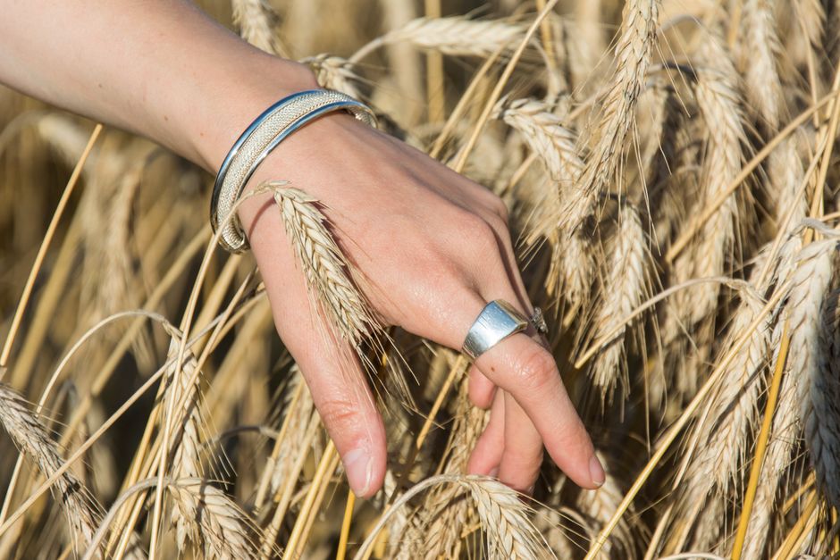  mão de uma pessoa tocando o trigo dourado em um campo, simbolizando conexão com a agricultura e a natureza