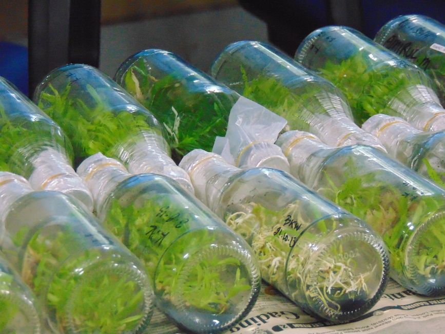 Imagens de garrafas PET reutilizadas como recipientes para plantas, demonstrando práticas sustentáveis e urban gardening.