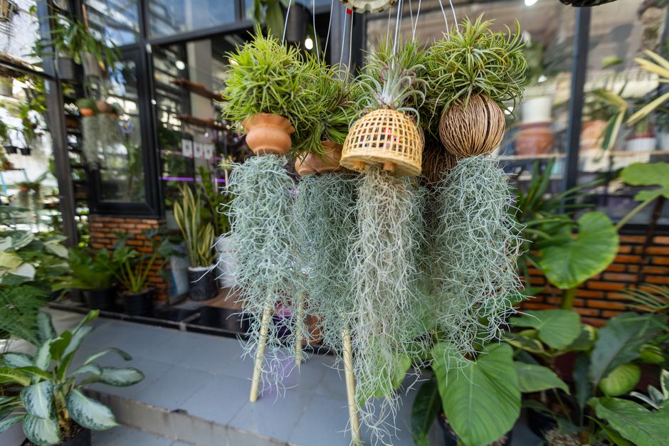Arranjo decorativo de plantas suspensas em um ambiente de varanda ou jardim interno, destacando o uso de elementos naturais e criativos na decoração de espaços verdes.
