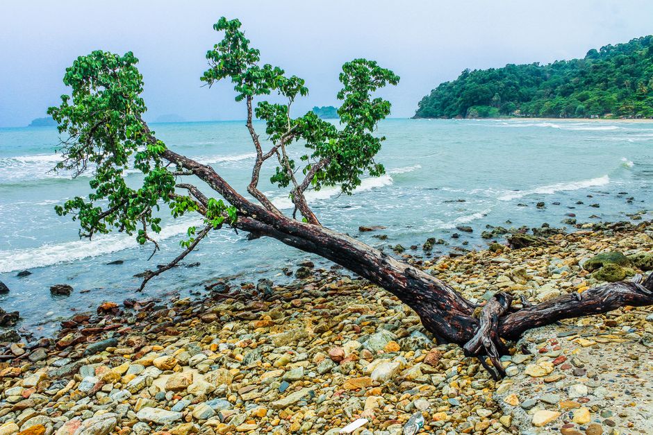 Árvore caída na orla de praia com ondas suaves e vegetação ao fundo, evocando tranquilidade e conexão com a natureza.