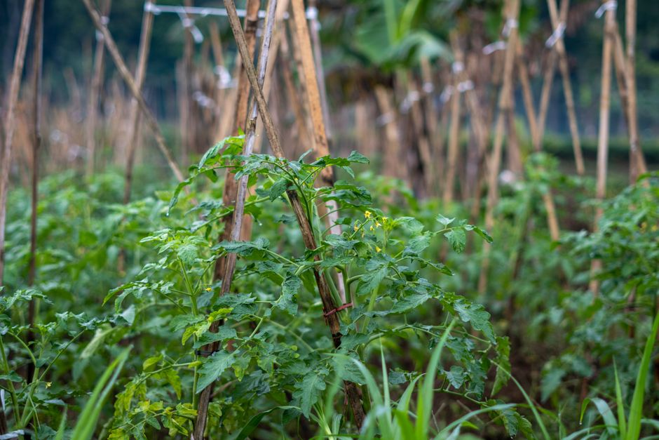Jardim de tomates cultivados de forma orgânica utilizando treliças de apoio, em um ambiente natural e bem cuidado.