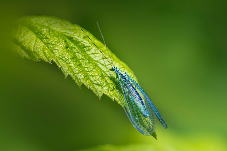 Inseto azul delicado descansando sobre uma folha verde, simbolizando sustentabilidade e preservação ambiental.