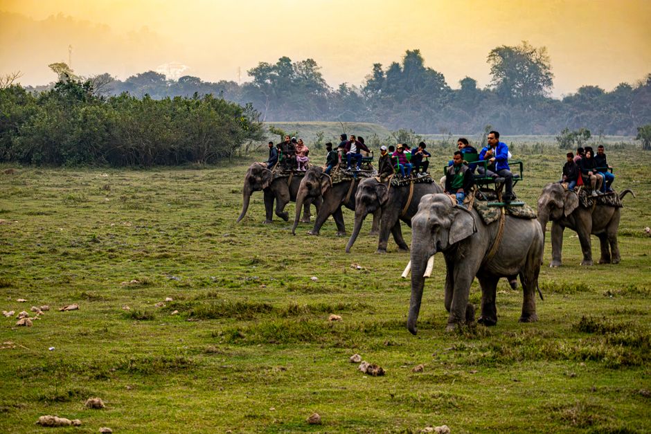 Grupos de turistas em um safári, explorando a natureza em um parque de elefantes na África.
