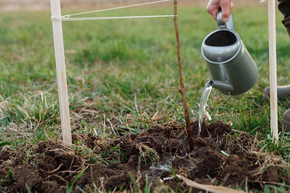 Pessoa regando uma muda de árvore em um jardim, simbolizando sustentabilidade e preservação ambiental.