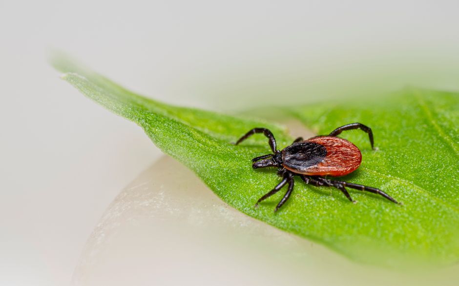 Inseto de veia escura e vermelha sobre uma folha verde, ilustrando a interação entre natureza e parasitismo.