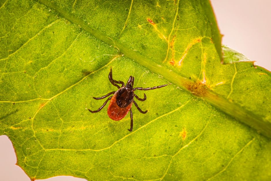 Inseto de carrapato sobre uma folha verde, ilustrando o risco de doenças transmitidas por parasitas em ambientes naturais.