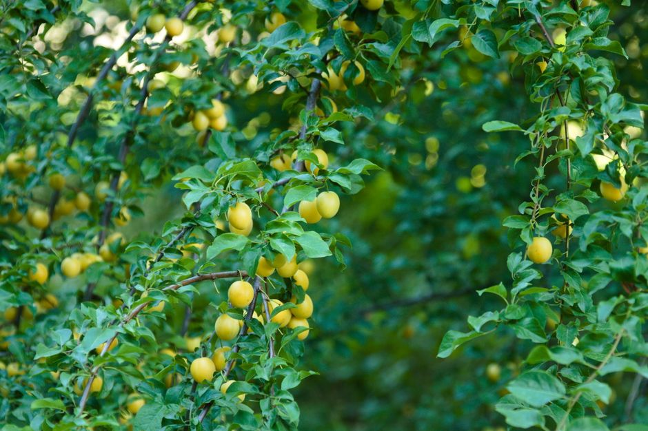 Dicas para Cultivar Frutas Sustentáveis em Casa: Guia Completo 2026