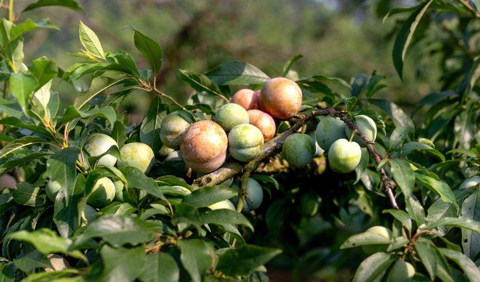 Frutos de goiaba crescendo em uma árvore, representando agricultura e cultivo de frutas.