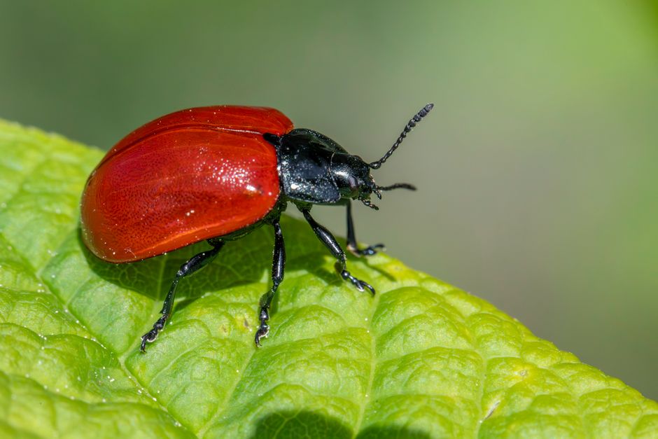 Inseto vermelho e preto sobre uma folha verde, destacando a biodiversidade e o estudo de insetos na natureza.