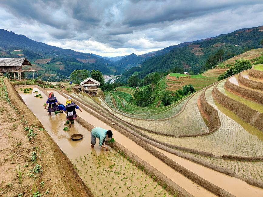 Paisagem rural de terraços de arroz em meio às montanhas, com agricultores cultivando em um cenário de exuberante natureza e relevo ondulado.