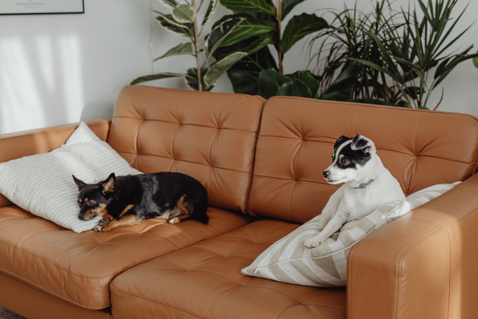 Duas cachorras descansando em um sofá de couro no ambiente de uma sala, com plantas ao fundo, transmitindo sensação de conforto e convivência familiar.