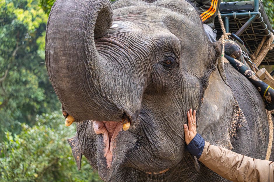 Pessoa interagindo com um elefante na natureza, destacando a conexão entre humanos e animais selvagens.