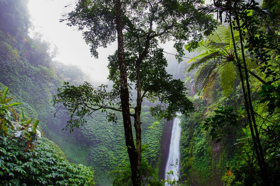 Paisagem de uma floresta tropical exuberante com cachoeira, cercada por vegetação densa e úmida, transmitindo uma atmosfera de natureza intocada.