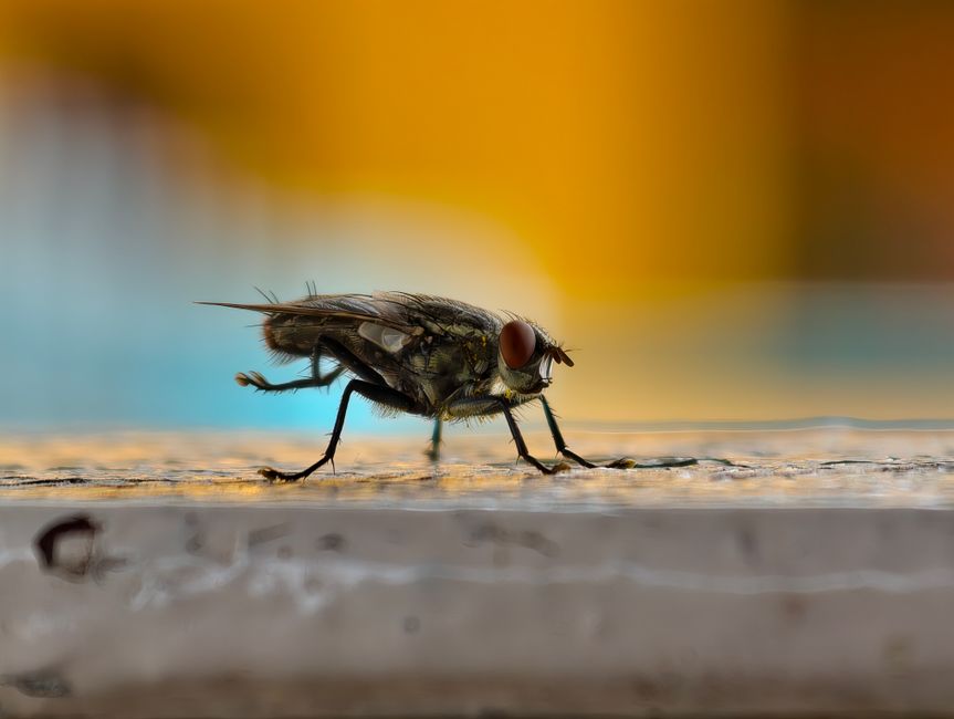 Imagem macro de uma mosca sobre uma superfície, com foco em detalhes anatômicos e fundo desfocado com tons quentes