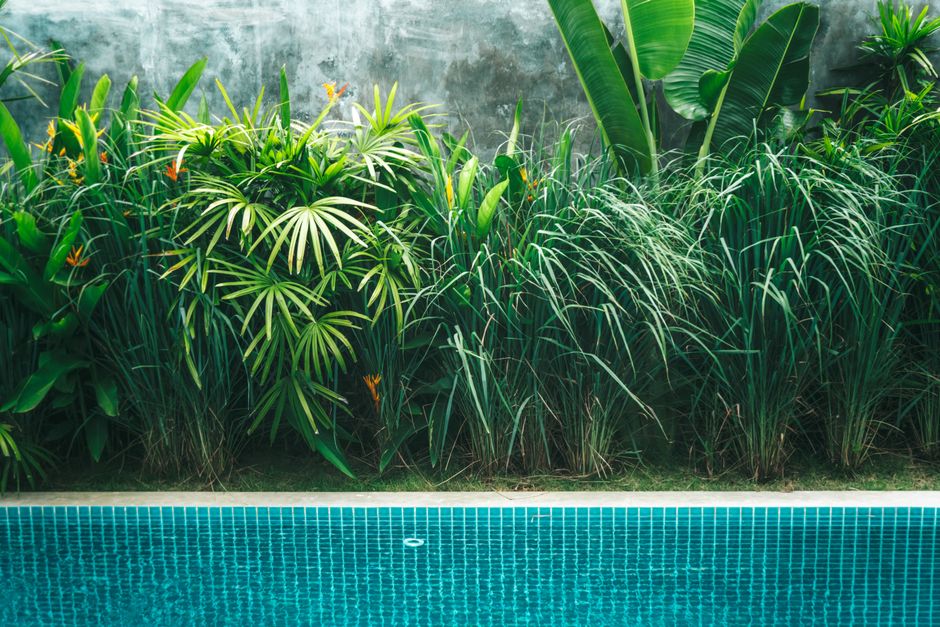 Imagem de uma área de lazer com piscina e plantas tropicais criando um ambiente relaxante e natural.