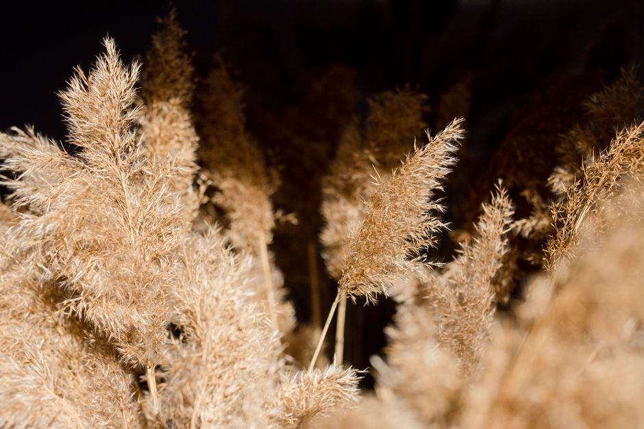 Imagem de plumas de capim ao entardecer, transmitindo uma sensação de tranquilidade e naturalidade, ideal para ilustrar temas relacionados à natureza, sustentabilidade e bem-estar.