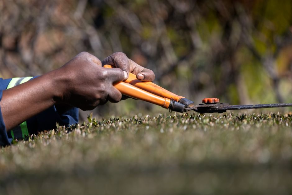 Pessoa utilizando uma ferramenta de corte para manejo e manutenção de uma área de jardim ou campo ao ar livre.