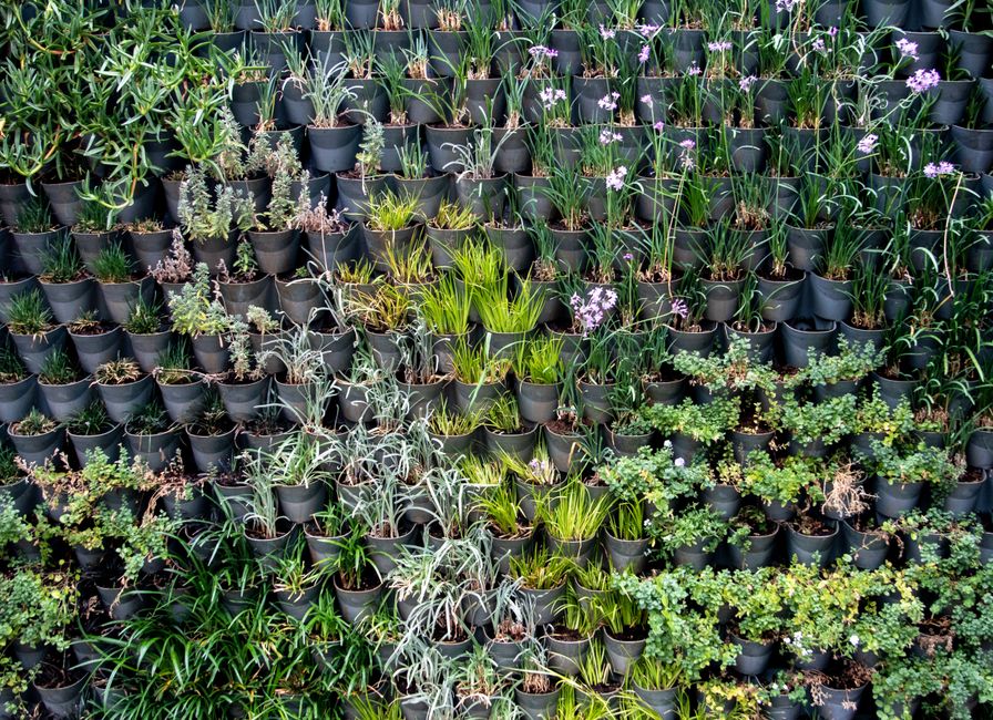 Cena de uma parede coberta por diversas plantas em vasos pretos, formando um jardim vertical exuberante e colorido.