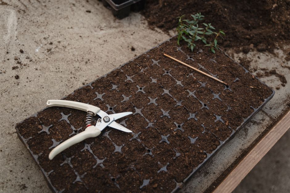 Ferramentas de jardinagem e mudas de plantas preparadas para replantio em um projeto de jardinagem urbana.