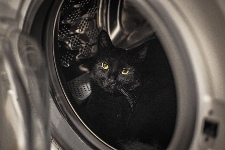 Gato preto dentro de uma máquina de lavar, explorando um momento inusitado e divertido.