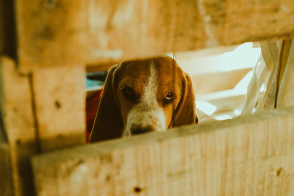 Cachorro curioso observando por uma abertura de madeira, transmitindo uma sensação de inocência e atenção ao ambiente.