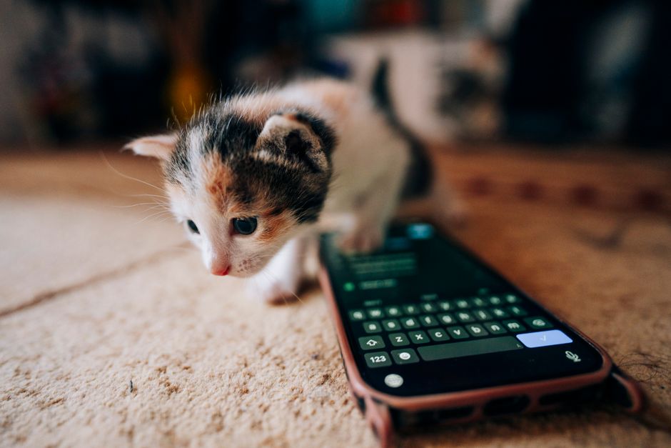 Gatinho explorando um celular, criando uma cena fofa e casual em casa.