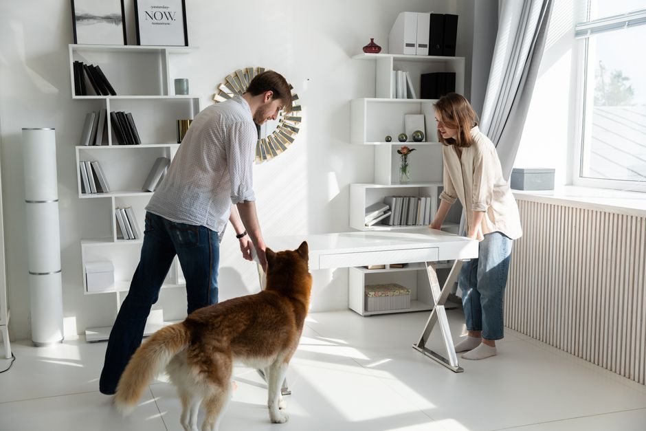 Dicas para Construir uma Casa Pet Friendly em 2026: Guia Completo para seu Lar e seu Pet