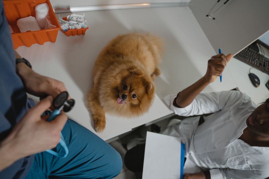 Como escolher o melhor plano de saúde para pets em 2026: guia completo