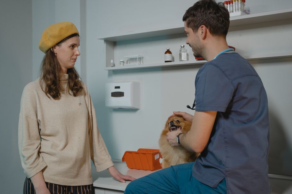 Consulta veterinária com paciente canino sendo examinado por profissional em clínica de animais de estimação.