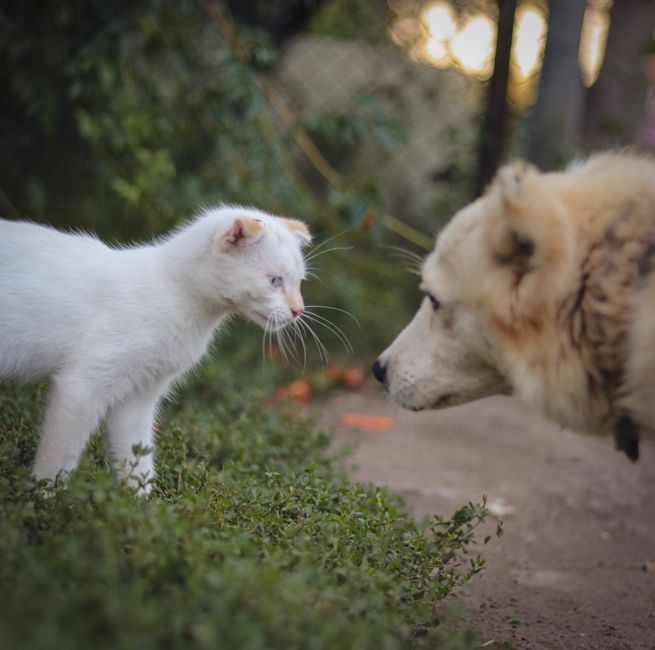 Gato e cachorro se enfrentando em um momento de curiosidade e convivência entre animais domésticos ao ar livre.