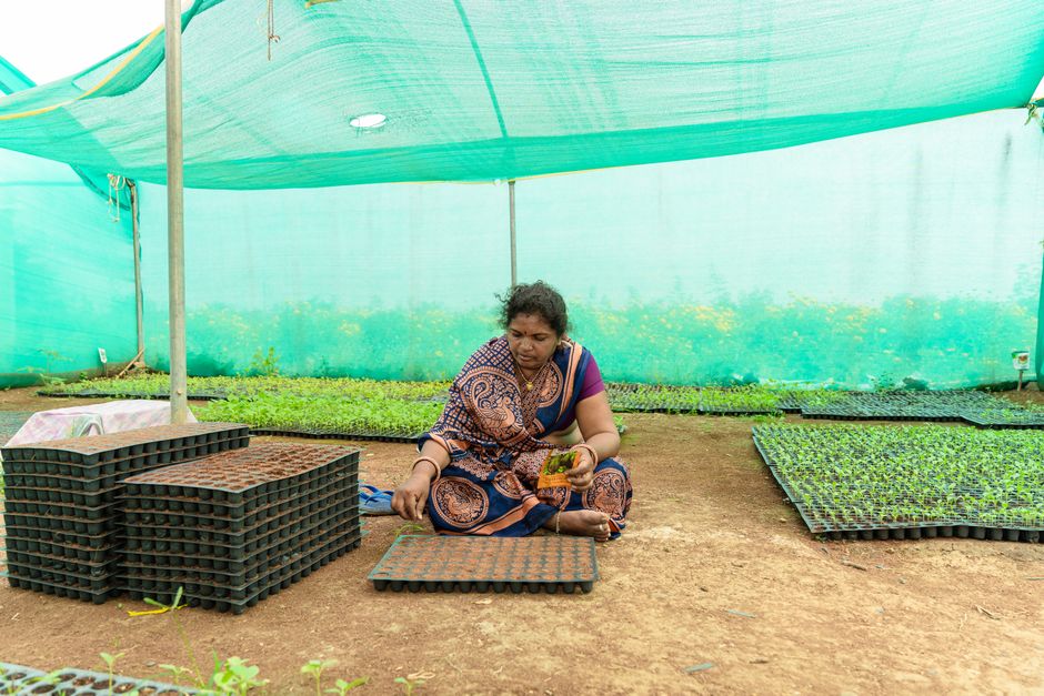 Mulher cuidando de mudas de plantas em uma estufa de cultivo, destacando o tema de agricultura e horticultura sustentável.