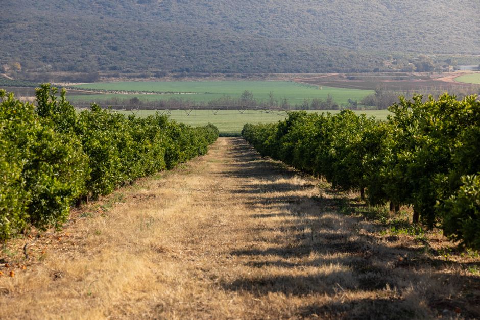Caminho linear entre vinhedos com vista de paisagem agrícola ao fundo, ideal para ilustrar temas de agricultura sustentável ou produção de vinhos.