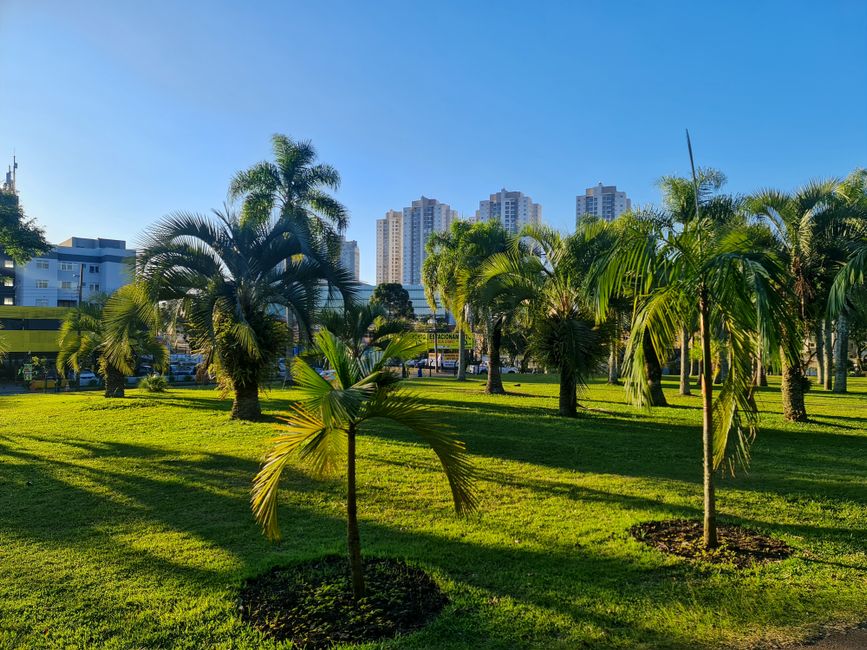 Imagem de um parque urbano com árvores tropicalizadas, grama bem cuidada e edifícios altos ao fundo, em um dia ensolarado.
