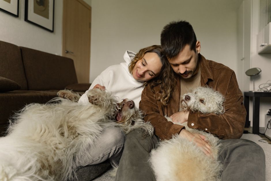Dicas para Construir uma Casa Pet Friendly em 2026: Guia Completo para Seu Lar e Seu Pet