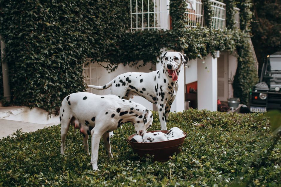 Dois cães dálmatas brincando com uma tigela de comida ao ar livre, em um jardim com vegetação e uma casa ao fundo.