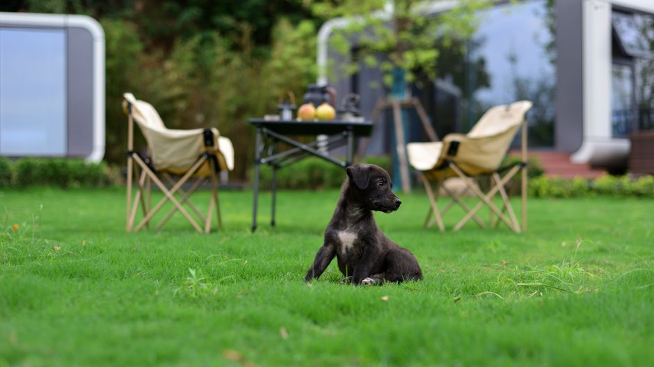 Cachorro preto sentado em um jardim bem cuidado, com cadeiras de camping, mesa e vegetação ao fundo, transmitindo uma atmosfera tranquila ao ar livre.