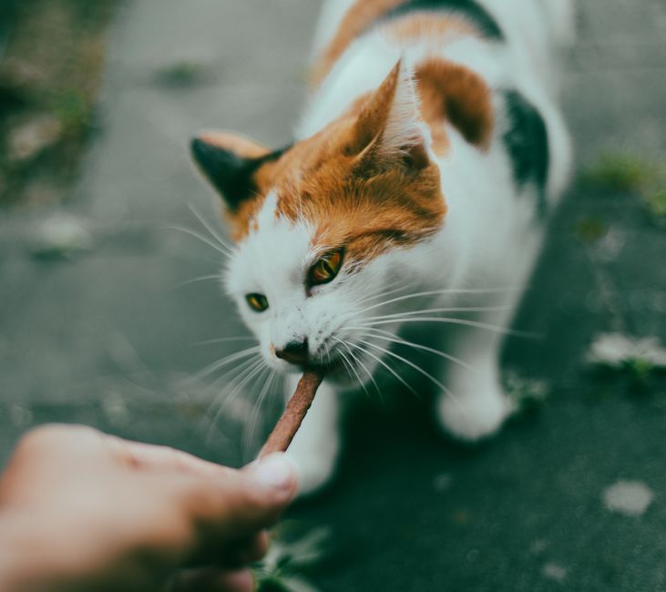 Dicas para alimentar seu pet com comida natural em 2026: guia completo