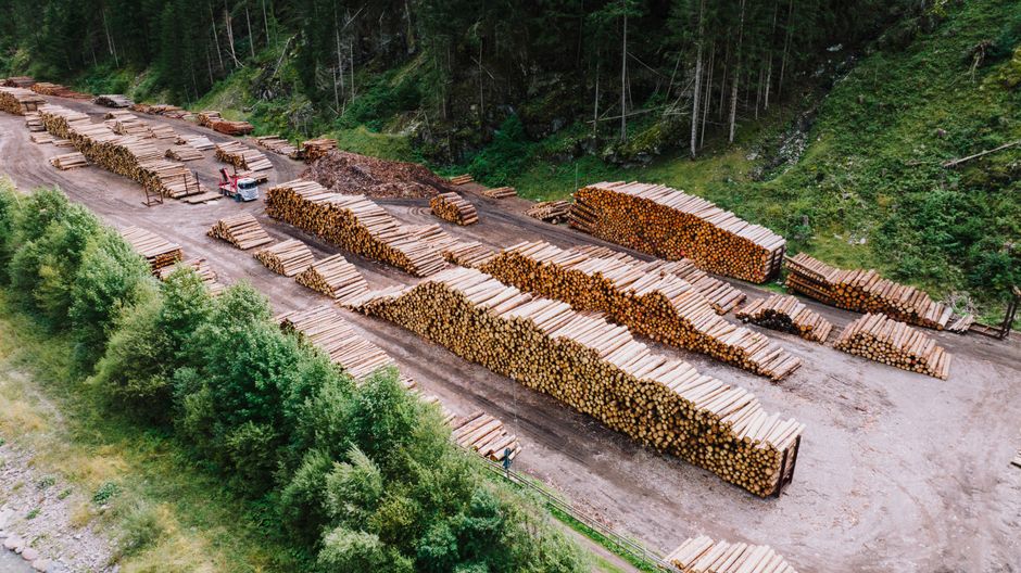 Área de armazenamento de toras de madeira ao lado de uma floresta, destacando a economia de recursos naturais e a gestão sustentável de florestas.