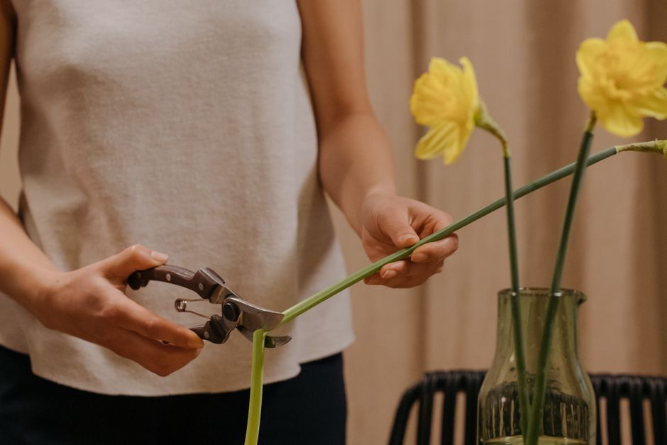 Pessoa aparando uma flor amarela com um cortador de plantas, criando uma composição visual delicada e criativa.