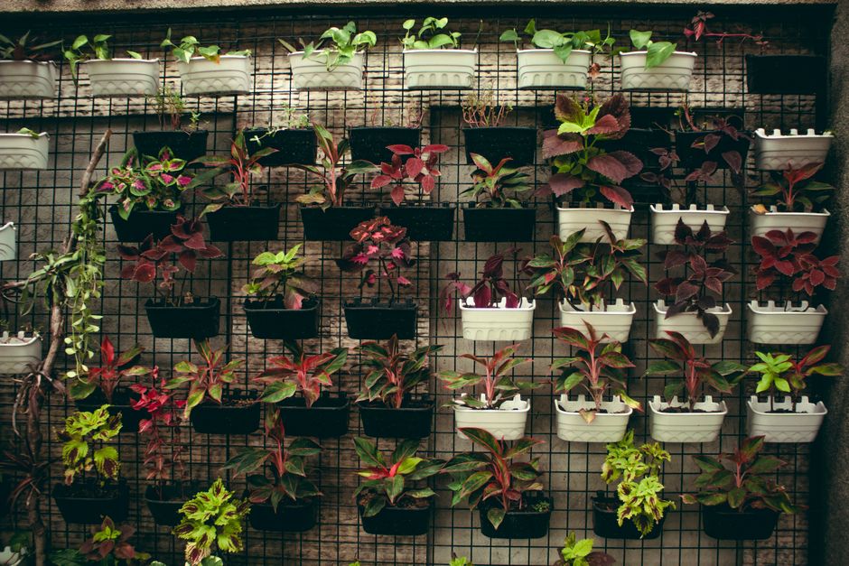 Parede decorada com vasos de plantas coloridas e folhagens variadas, criando um ambiente natural e acolhedor.