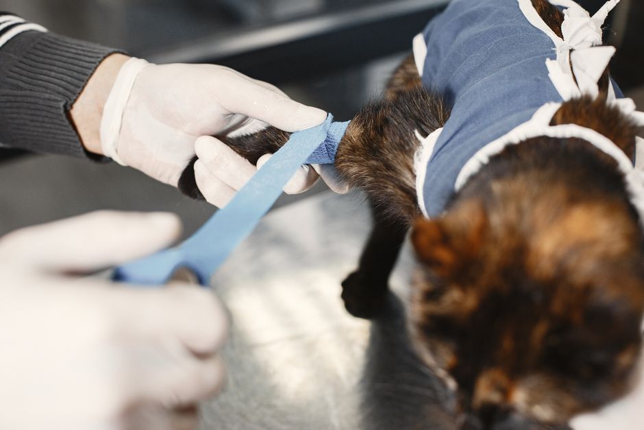 Um cachorro sendo vacinado por um profissional veterinário em uma clínica veterinária.