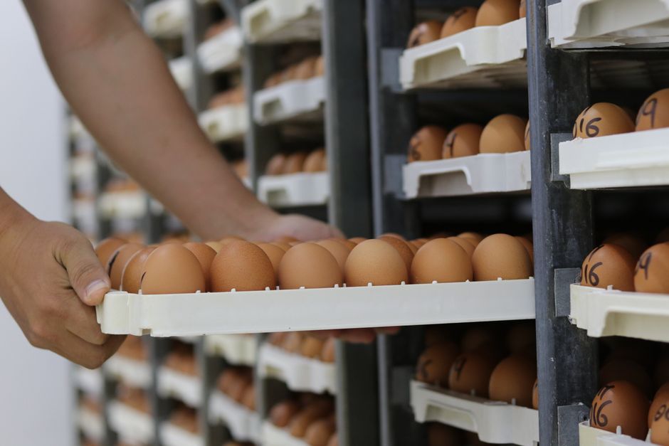 Pessoa manipulando ovos em uma linha de produção ou armazenamento, destacando controle de qualidade ou processos em uma fazenda ou indústria de alimentos.