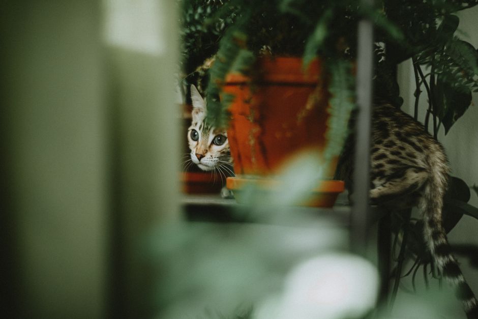 Gato escondido entre plantas em um ambiente doméstico, com foco no olhar atento e curioso do felino.