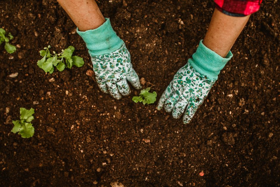 Pessoa plantando mudas de hortaliças no solo, simbolizando agricultura sustentável e cuidado com o meio ambiente.