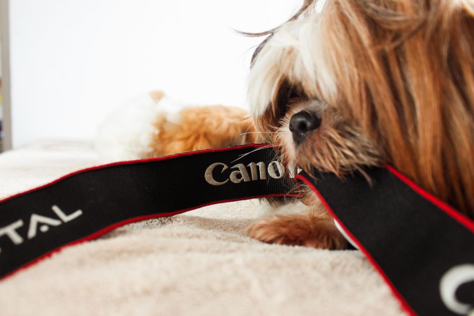 Cachorro brincando e mordendo uma fita de câmera, transmitindo diversão e fofura em um ambiente doméstico.