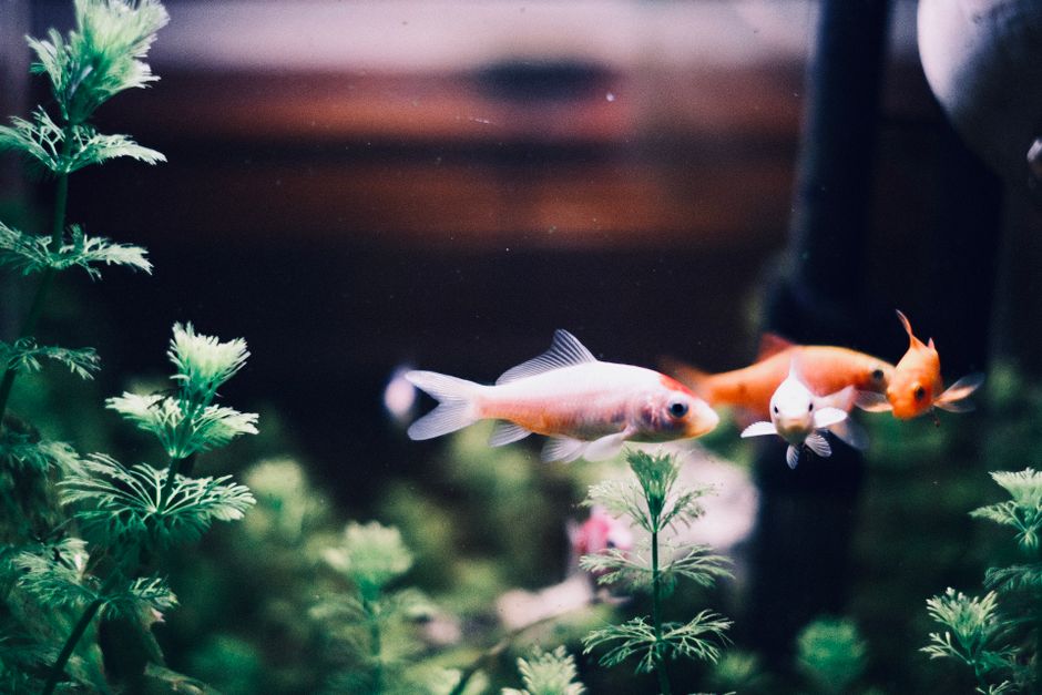 Imagem de peixes em um aquário decorado com plantas artificiais, destacando um ambiente de pesca ou aquarismo.