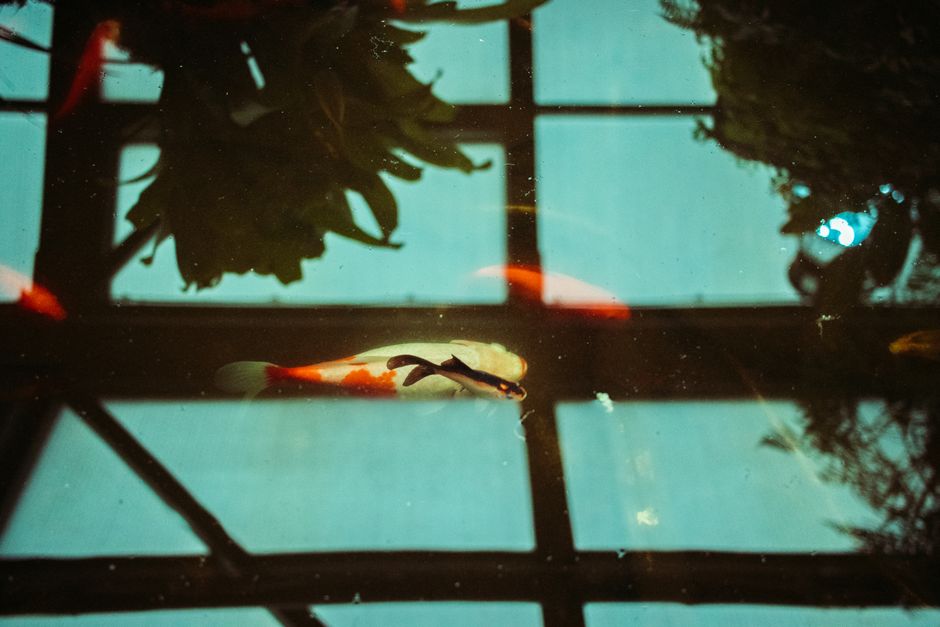 Imagem que mostra um peixe nadando sob uma superfície de vidro com reflexos de plantas e uma estrutura metálica ao fundo, criando um ambiente de aquário ou ambiente aquático interior.