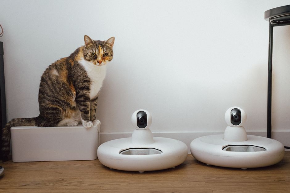 Gato observado ao lado de robôs aspiradores de pó inteligentes em um ambiente doméstico moderno.